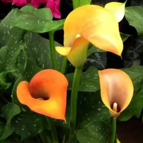 Calla Lily Bulbs – The Magical Bloom That Never Fails