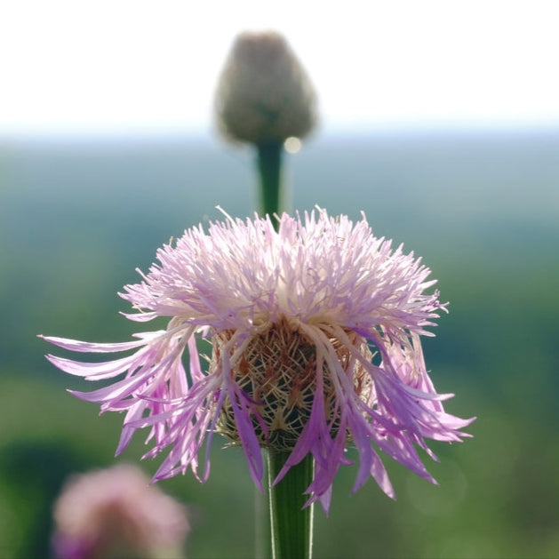 American Basket Rosy Lilac Flower | X 40 Seeds