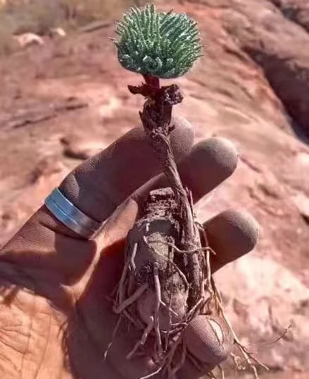 plant Aeonium Echeveria Haworthia  Caudex  Lithops Cactus  Agave 