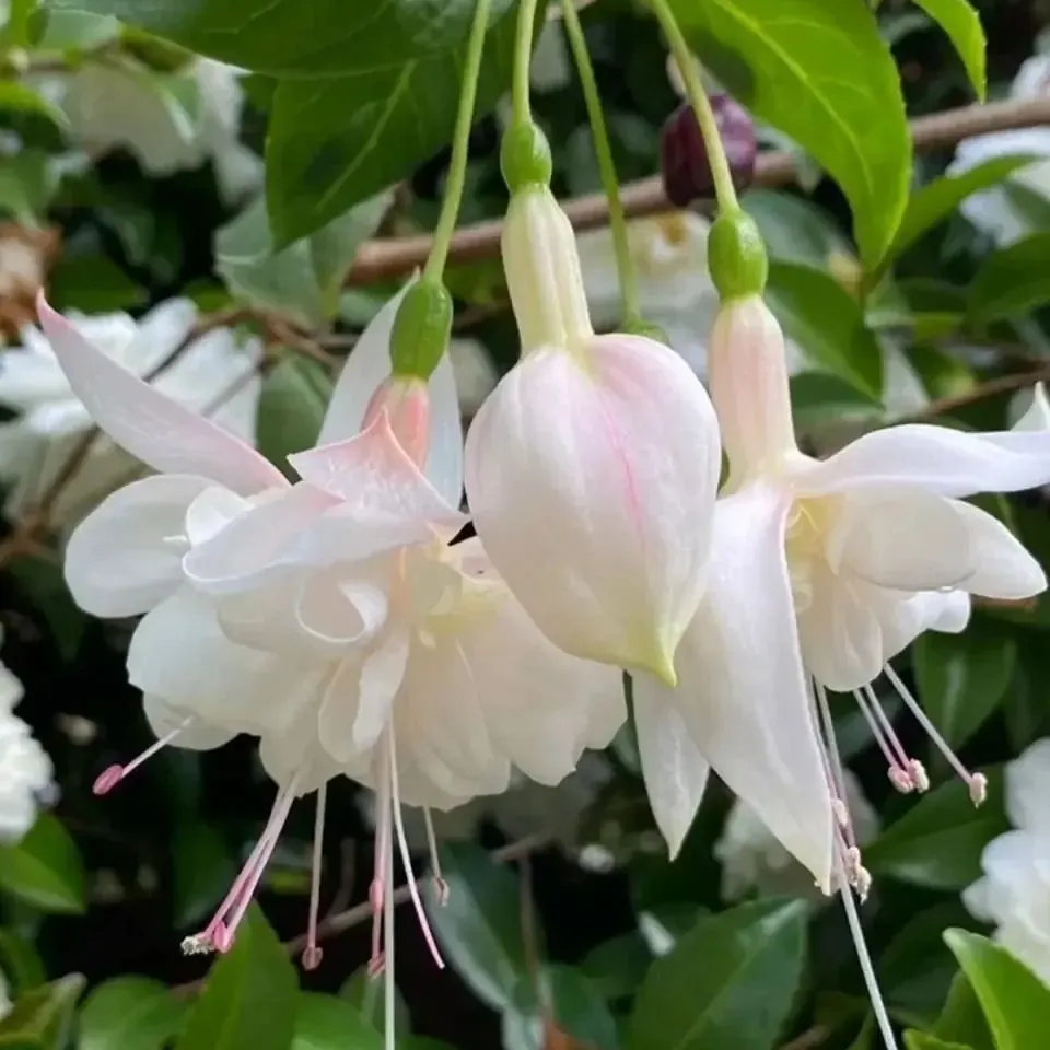 🧚🏼Fuchsia Flowers Seeds-Dancing Elf🪴Bonsai