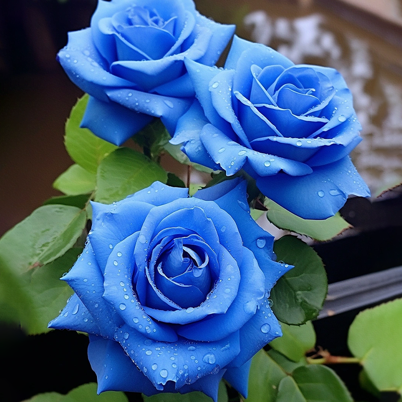 Rare Klein Blue Fairy Rose Seeds
