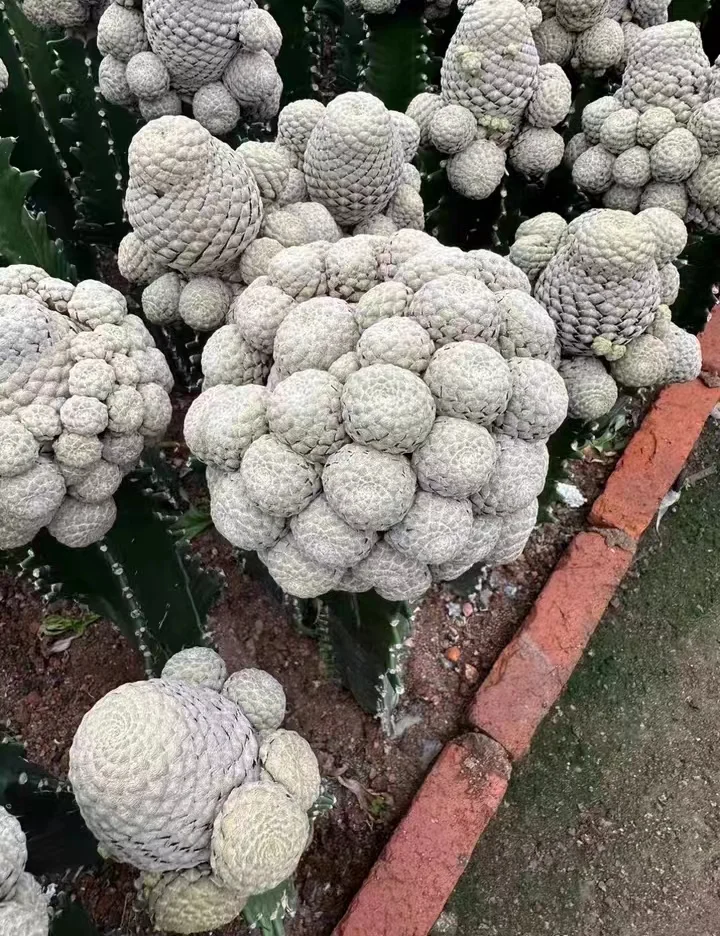661. Euphorbia piscidermis /Cactus plants /Succulent plants/ Garden landscape / Carefully select healthy plants