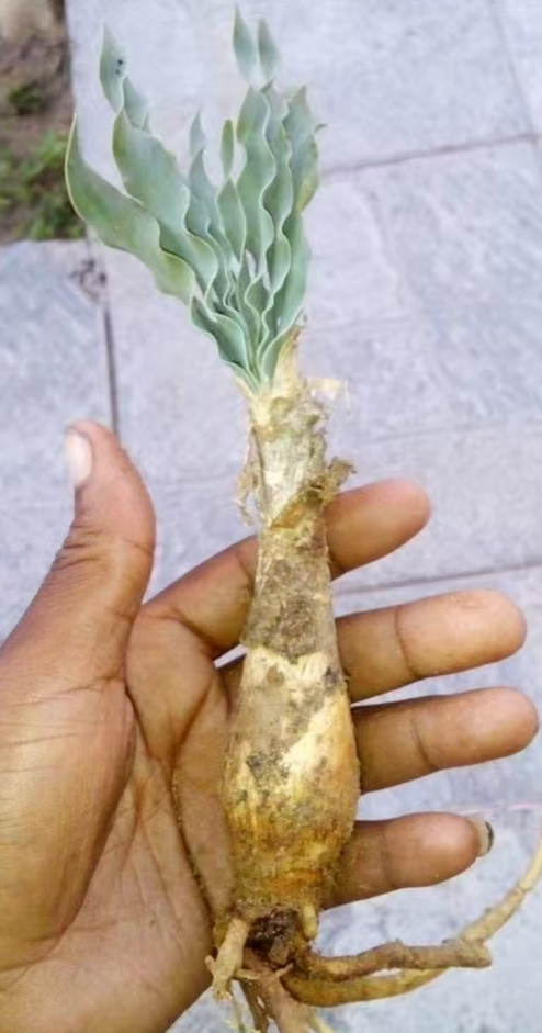 plant Aeonium Echeveria Haworthia  Caudex  Lithops Cactus  Agave 