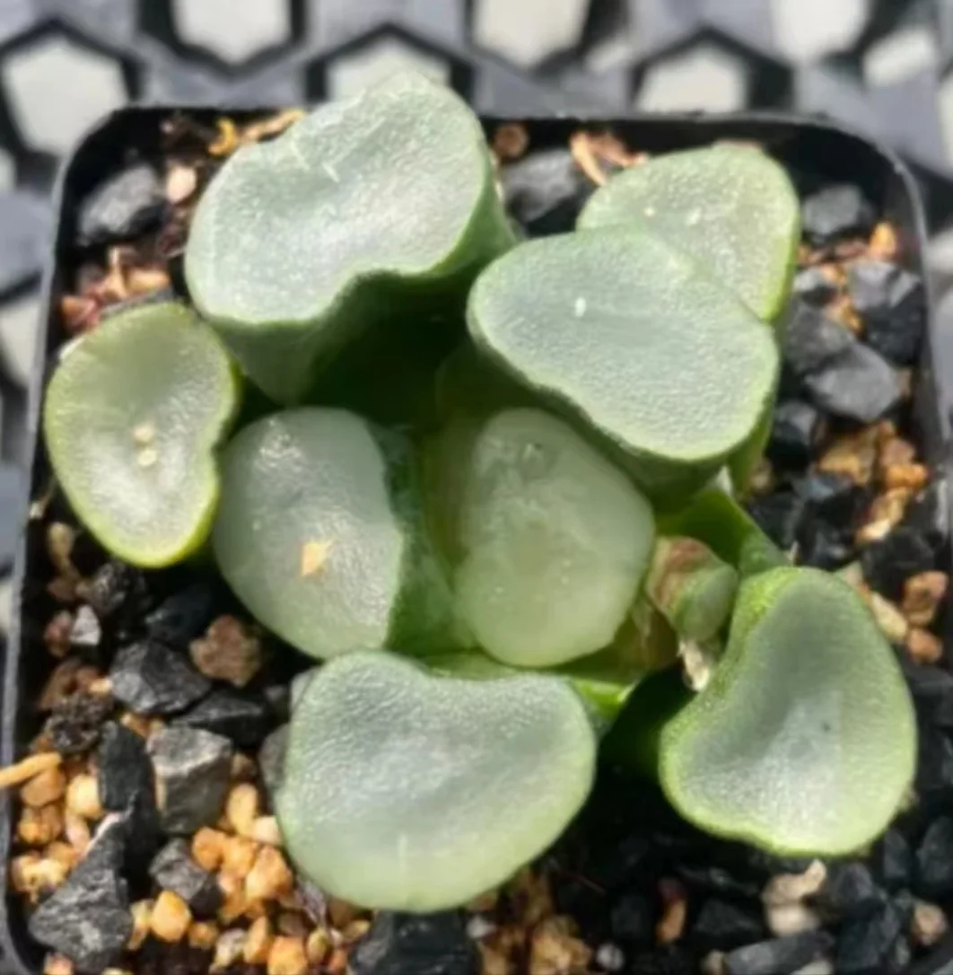 cy10.Haworthia Maughanii Sapphire 4-5cm/ Haworthia/ Succulent plants / Garden landscape / Carefully select healthy plants