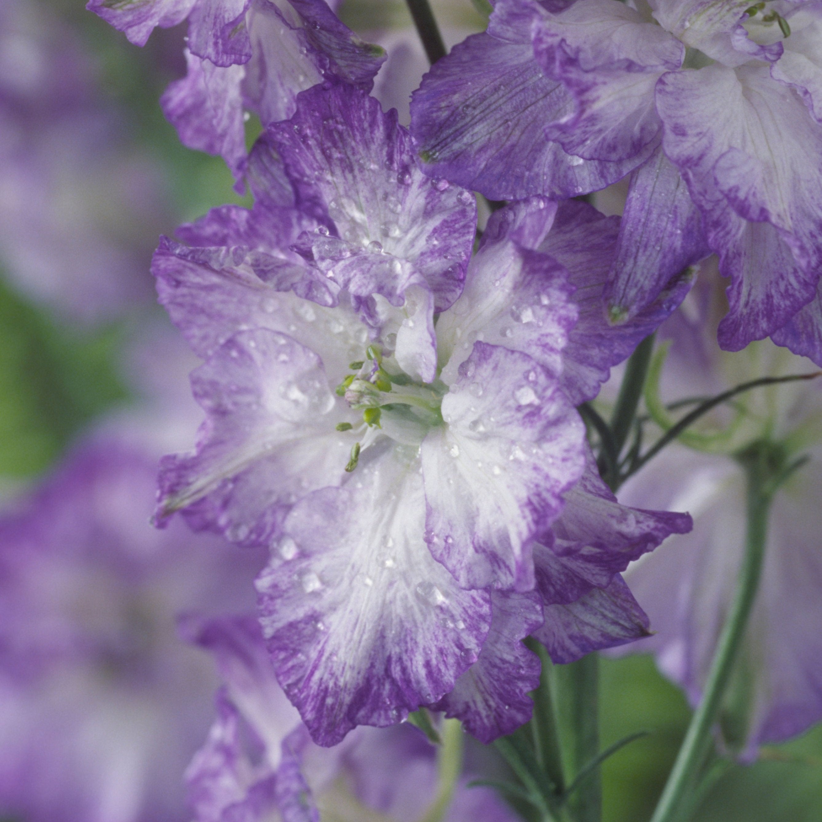 Larkspur Frosted Skies Flower | X 100 Seeds