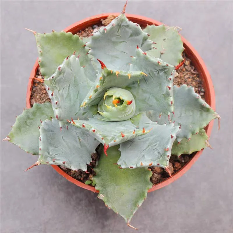 ky13.Agave isthmensis 9-10cm/Agave plants / Succulent plants / Garden landscape / Carefully select healthy plants