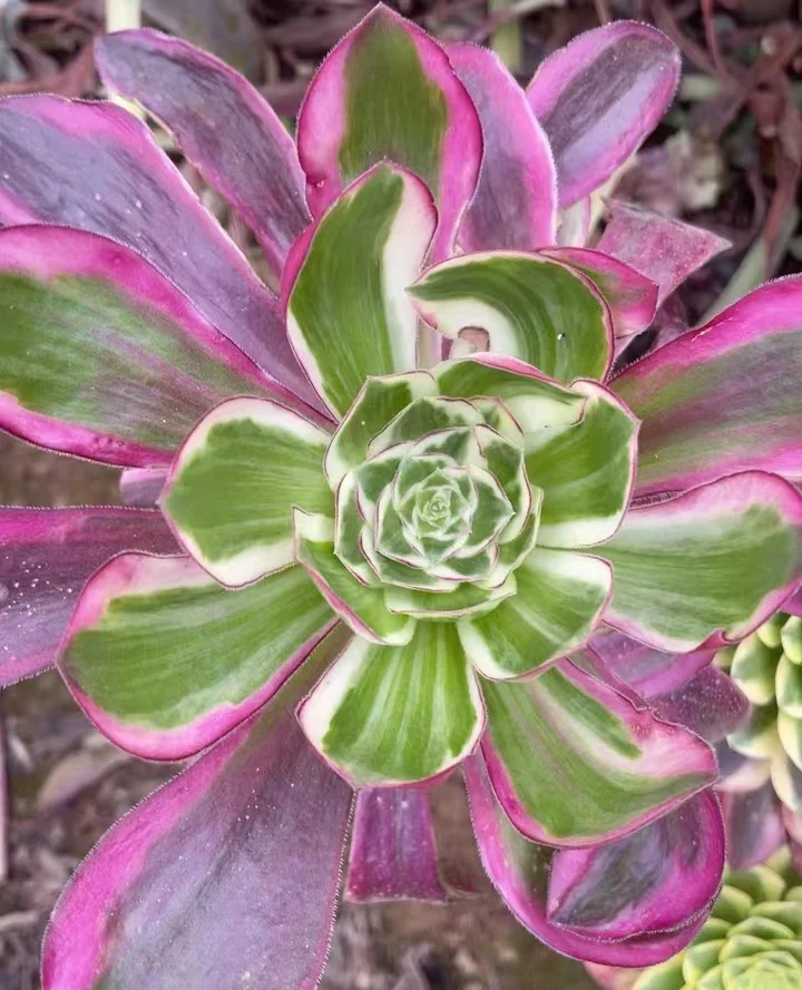 287.Voodoo variation,Purple flame single head and cutting/ Aeonium plants / Garden landscape / Carefully select healthy plants
