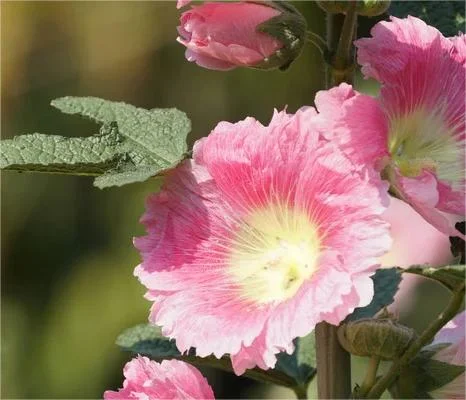 Alcea rosea Sunshine Hollyhocks – PlantsInTheCity