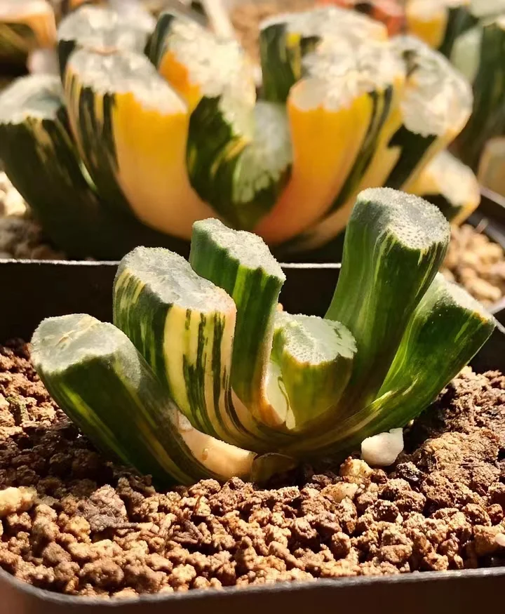 plant Aeonium Echeveria Haworthia  Caudex  Lithops Cactus  Agave 