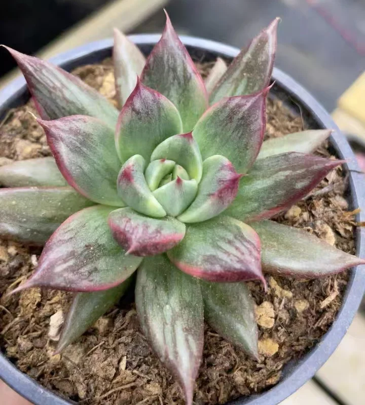 plant Aeonium Echeveria Haworthia  Caudex  Lithops Cactus  Agave 