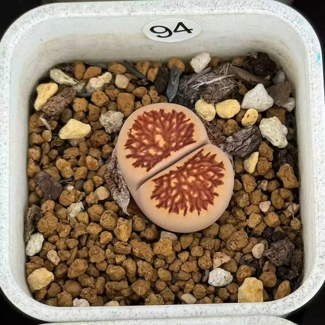 plant Aeonium Echeveria Haworthia  Caudex  Lithops Cactus  Agave 