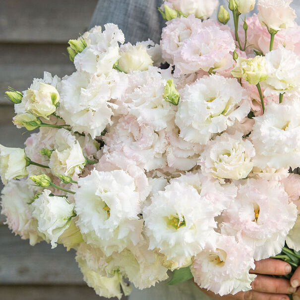 Lisianthus Voyage 2 First Love Flower | X 20 Seeds (NOT TO WA)