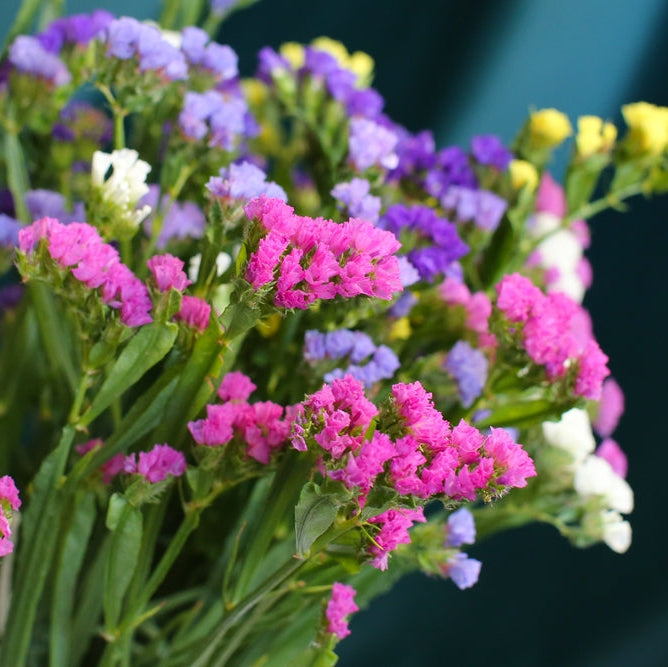 Statice Pacific Mix Flower | X 50 Seeds