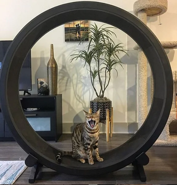 Cat Exercise Wheel