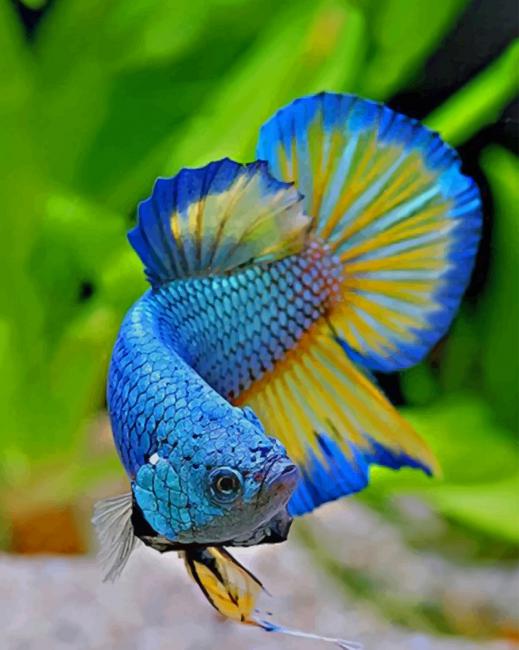

Betta Fish – Paint By Numbers - 40*50CM, 501 Original