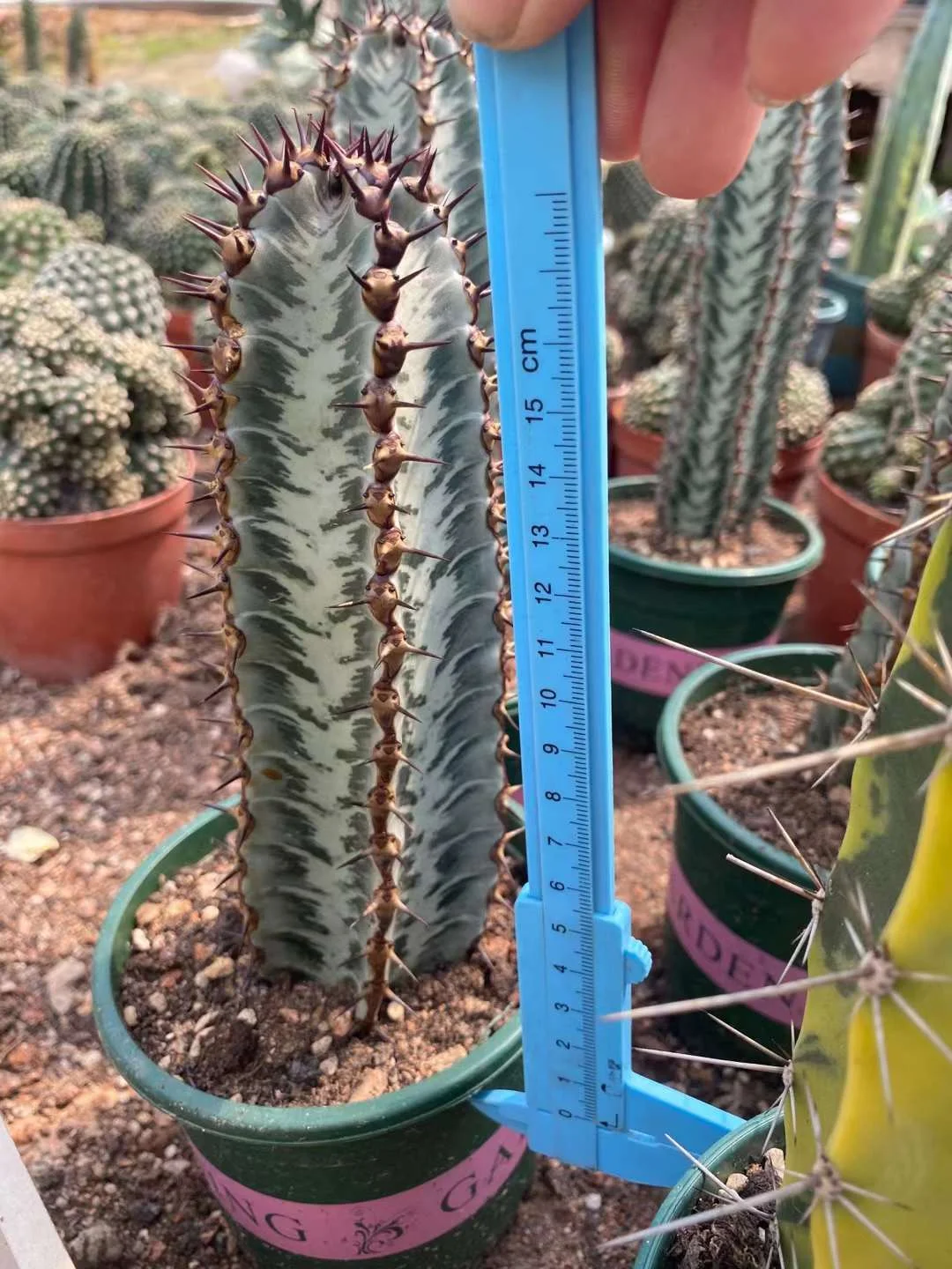 plant Aeonium Echeveria Haworthia  Caudex  Lithops Cactus  Agave 