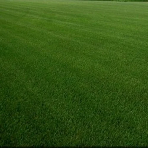 Kentucky Bluegrass - Hybrid SPF-30