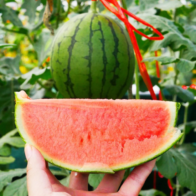 🍈Lazy Seedless Watermelon