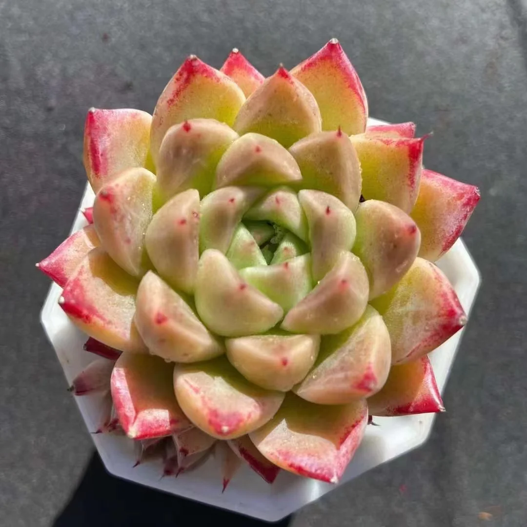 plant Aeonium Echeveria Haworthia  Caudex  Lithops Cactus  Agave 