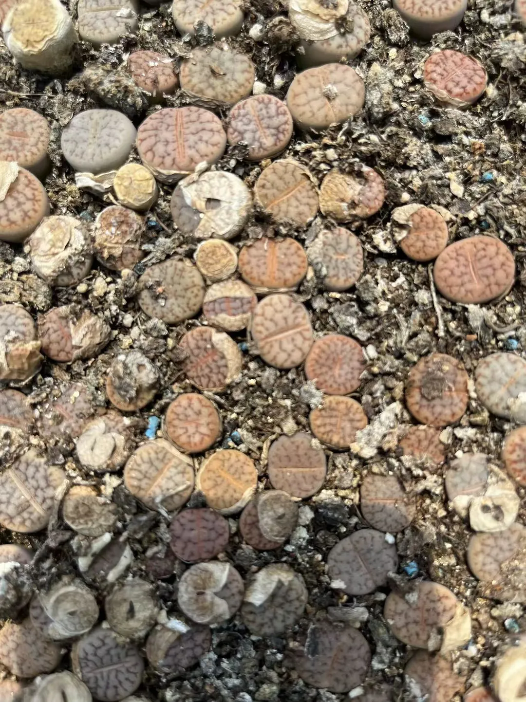 plant Aeonium Echeveria Haworthia  Caudex  Lithops Cactus  Agave 