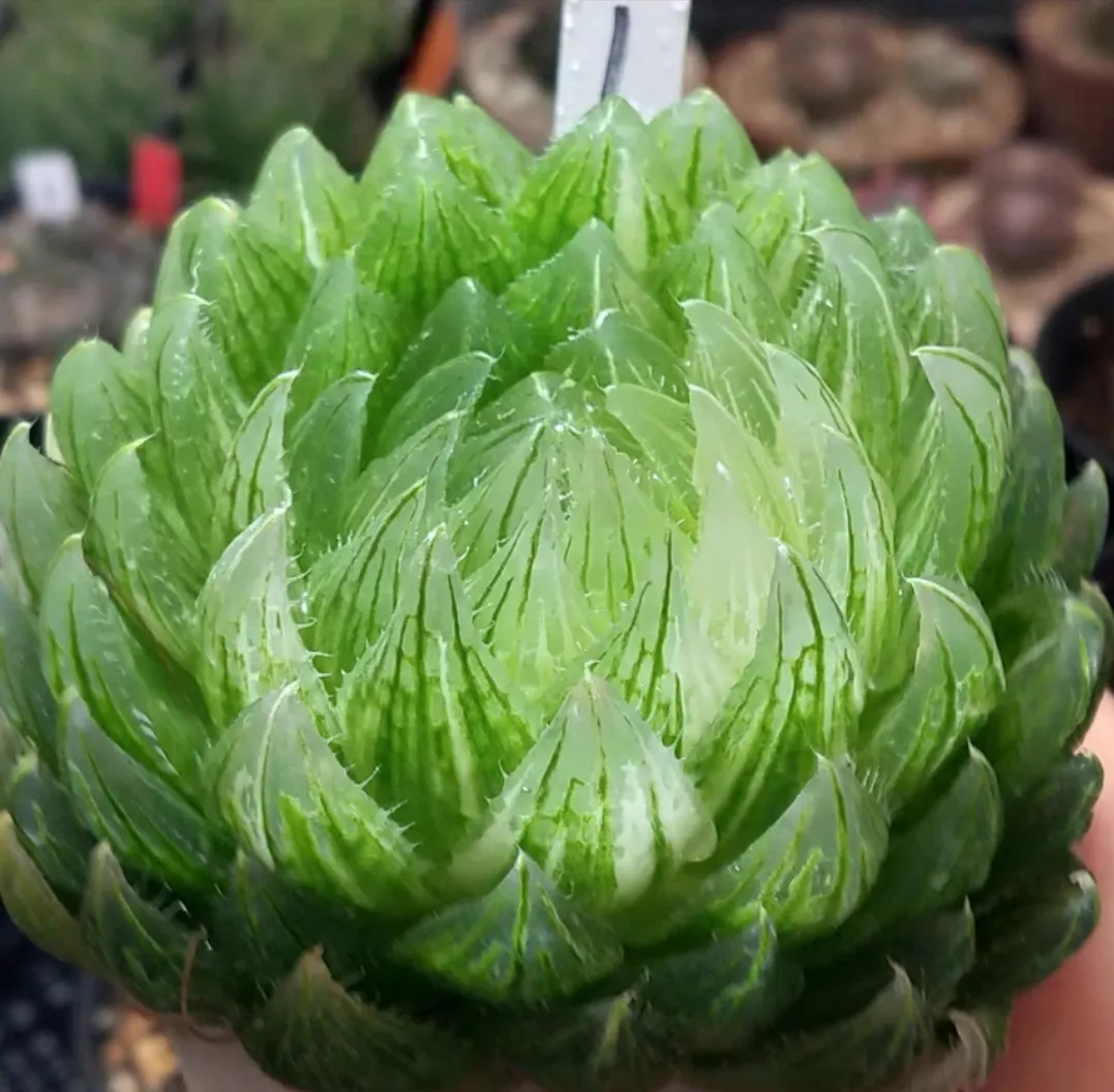 plant Aeonium Echeveria Haworthia  Caudex  Lithops Cactus  Agave 