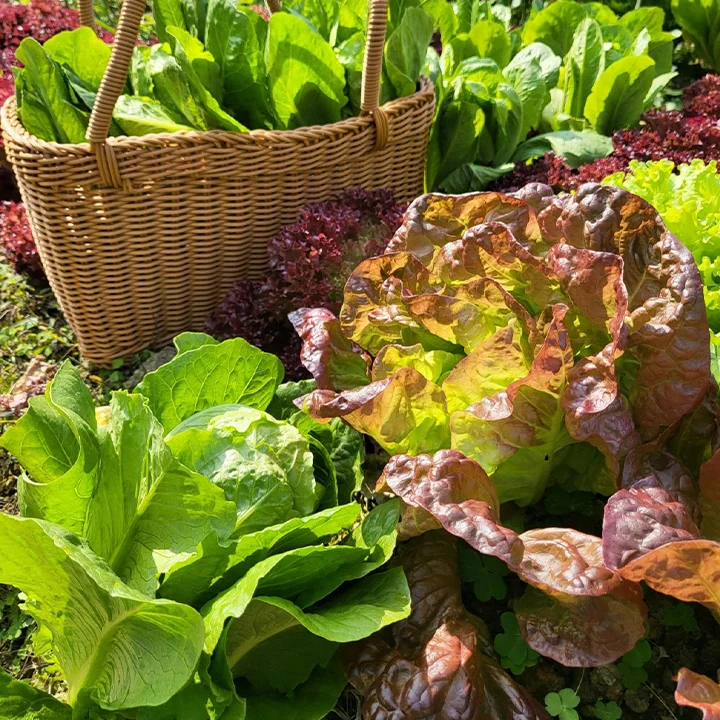 Organic Lettuce Seeds