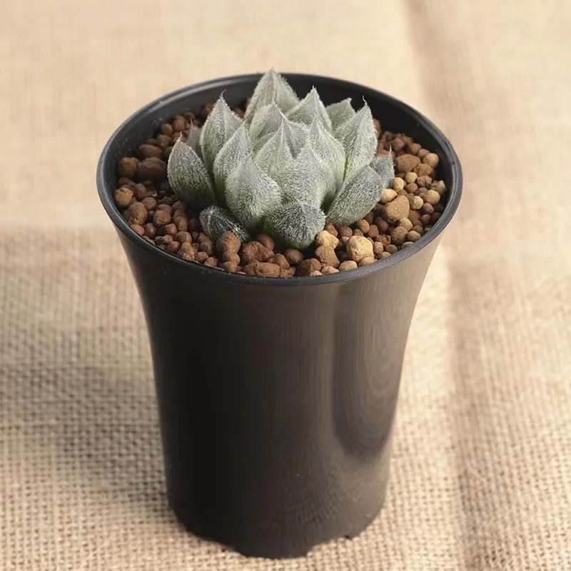 plant Aeonium Echeveria Haworthia  Caudex  Lithops Cactus  Agave 