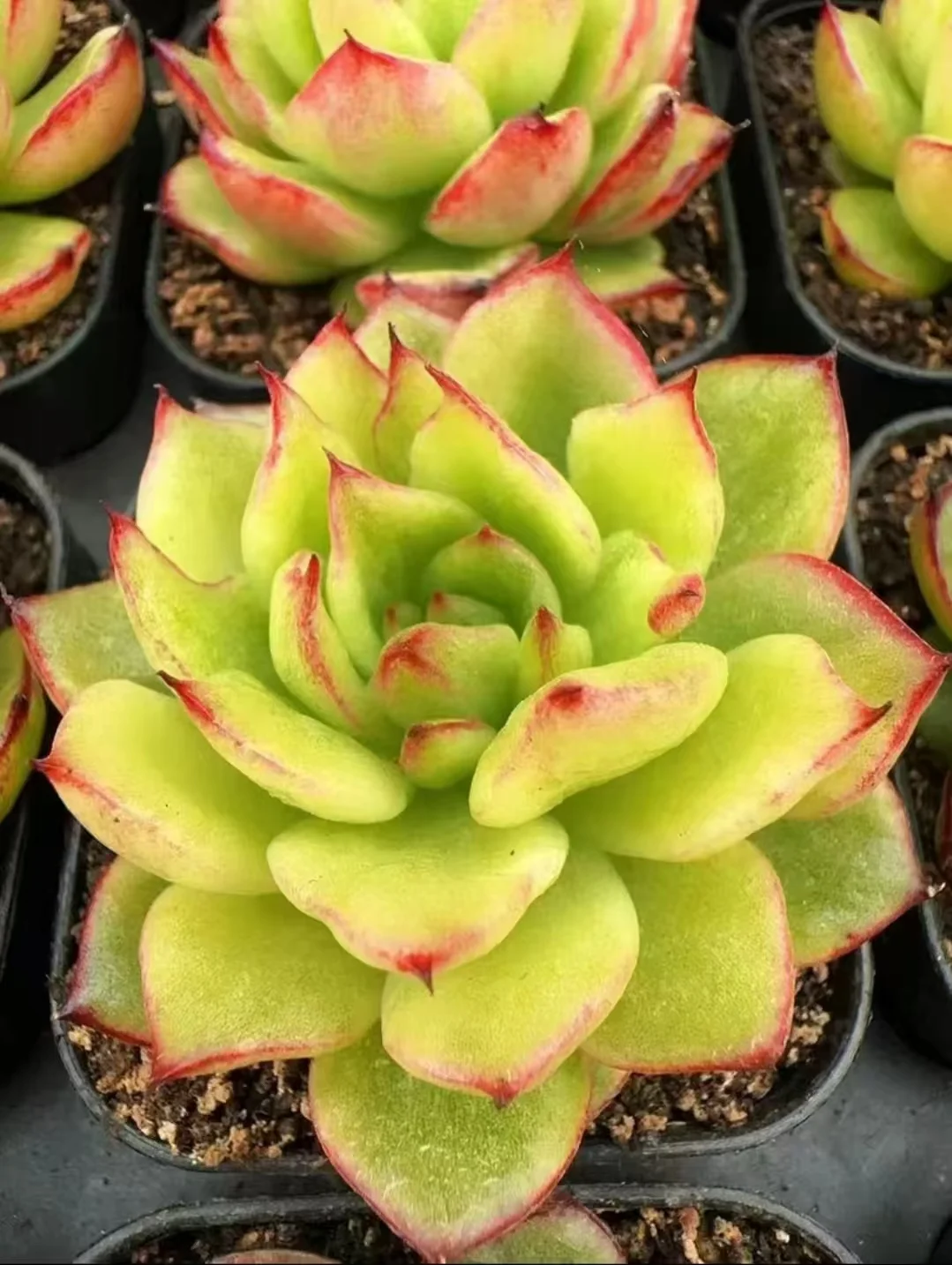 438.Echeveria Sky transparent var. yellow single head  4-5cm/Echeveria /  Succulent plants / Garden landscape / Carefully select healthy plants
