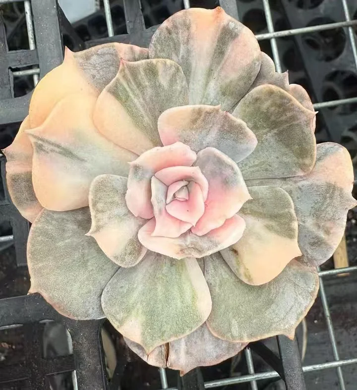 plant Aeonium Echeveria Haworthia  Caudex  Lithops Cactus  Agave 