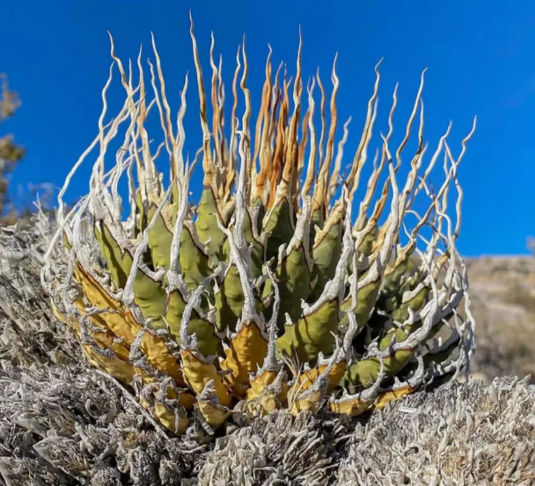 1077.Agave utahensis var.eborispina 5-8cm /Agave plants / Succulent plants / Garden landscape / Carefully select healthy plants