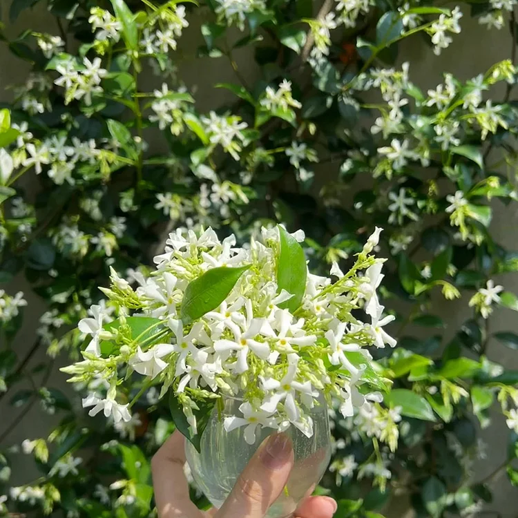 Windmill Jasmine🌼Flower Seeds