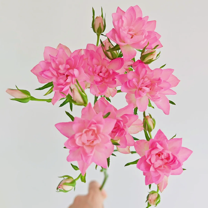 ⭐Perennial Rose Miniature 'Stars'💐