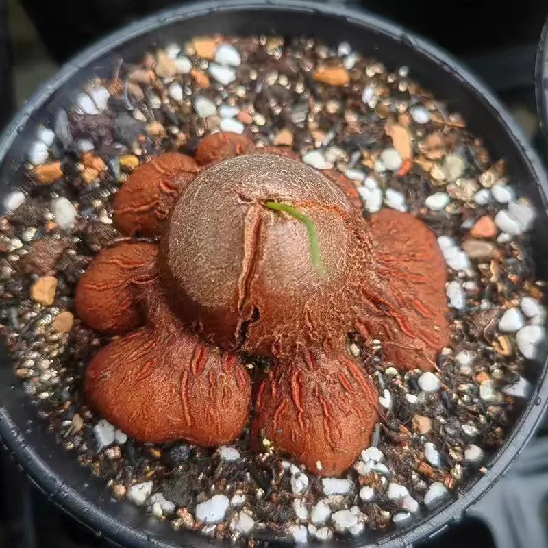 1004.Dioscorea elephantipes (elephant's foot vine ) 3-4cm / Caudex  / Succulent plants / Garden landscape / Carefully select healthy plants