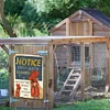 Chicken - Vintage Metal Signs - 20*30cm/30*40cm - Warning&Farm