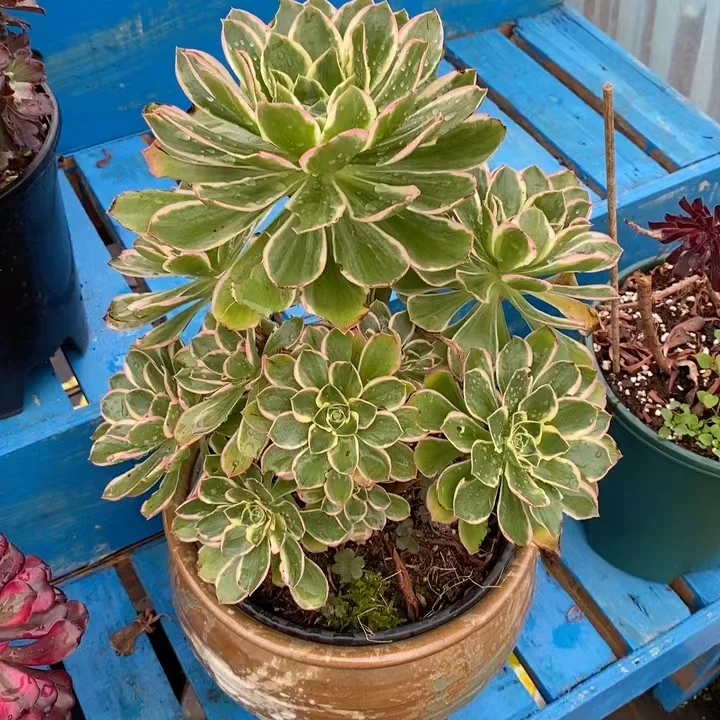   154.  Large leaf green rose brocade  cluster 15-18cm 8 heads  / Aeonium cluster/ Aeonium plants / Garden landscape / Carefully select healthy plants