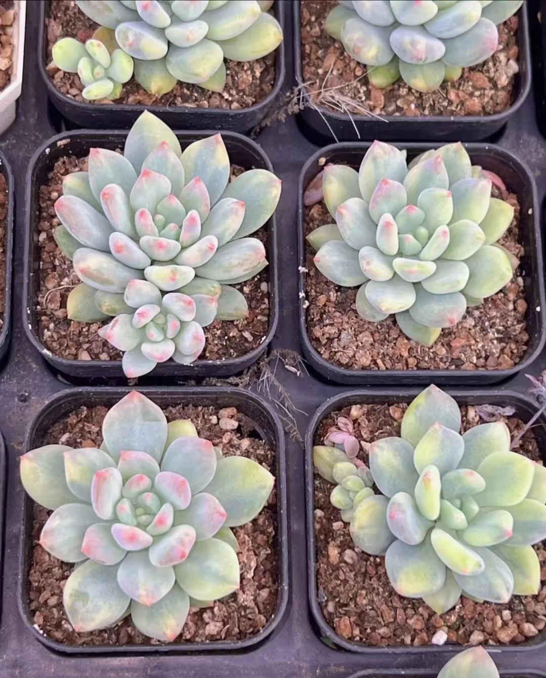 plant Aeonium Echeveria Haworthia  Caudex  Lithops Cactus  Agave 