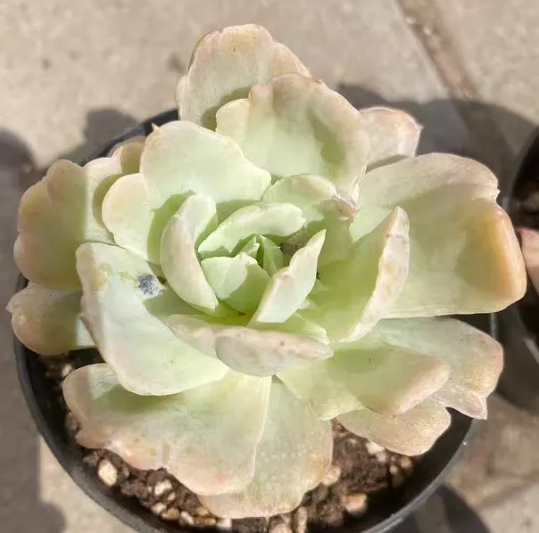 plant Aeonium Echeveria Haworthia  Caudex  Lithops Cactus  Agave 