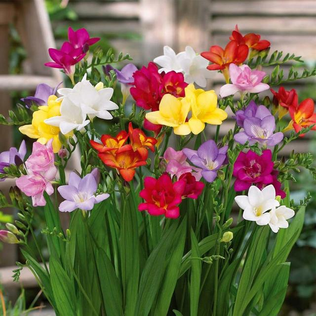 Vanilla Orchid-Freesia refracta