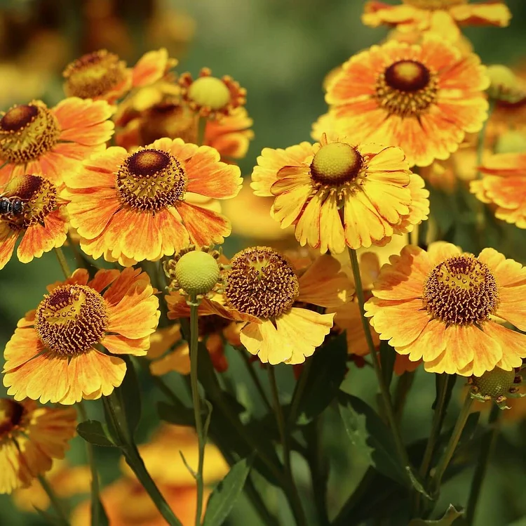 Gelbe Helenium-Sneezeweed-Blumensamen