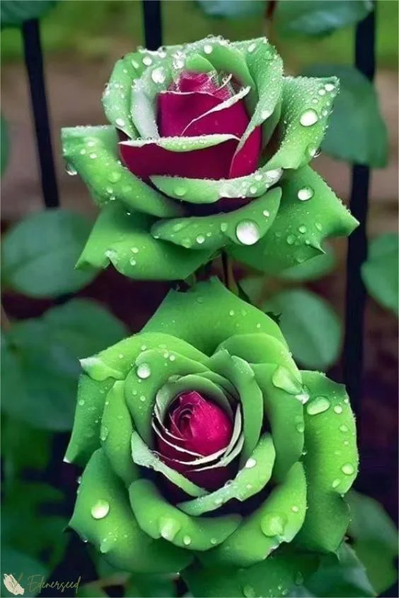 パープルローズ Amazon.com : CHUXAY GARDEN 200 Seeds Purple Dragon Rose Seed