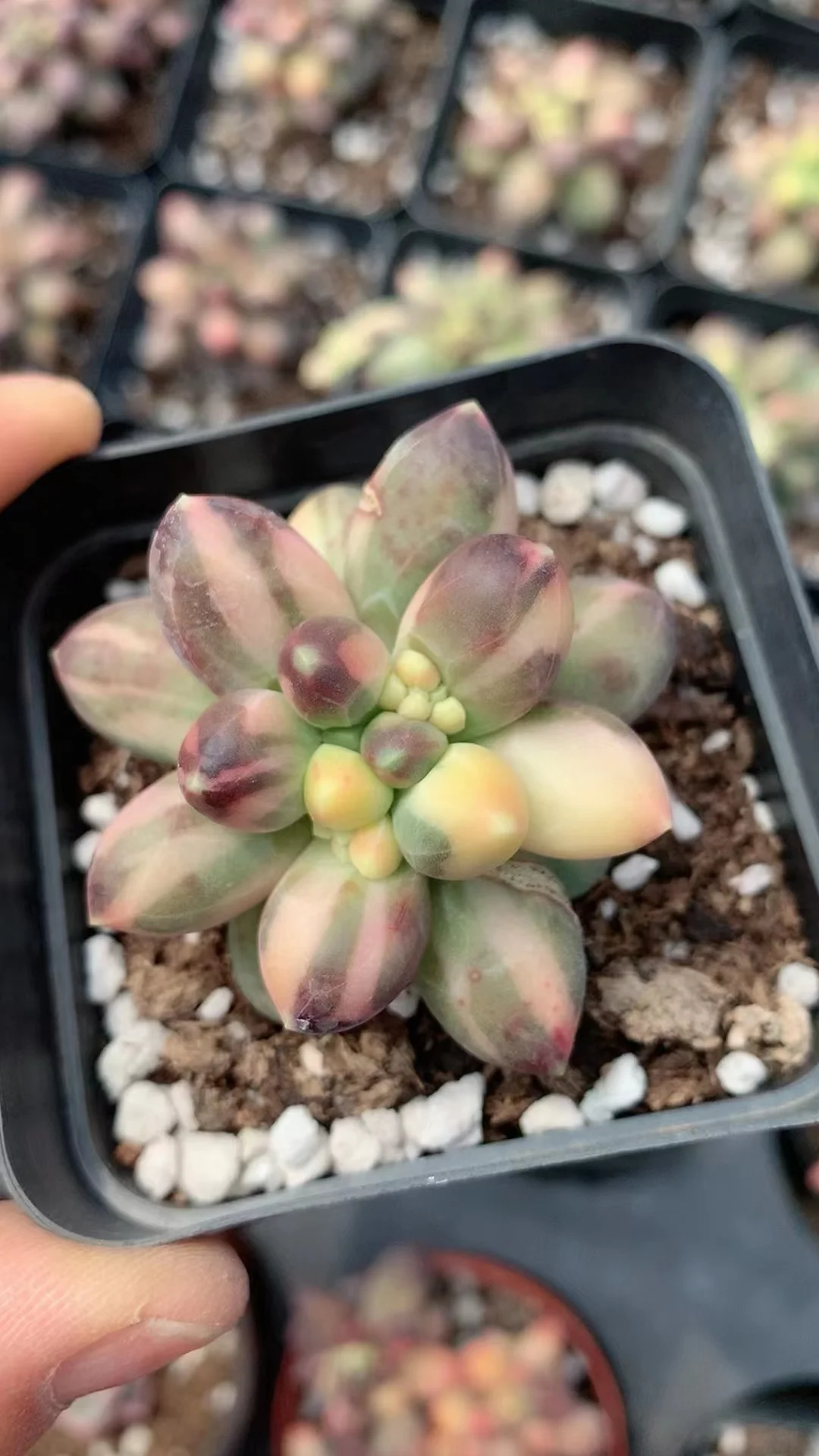 plant Aeonium Echeveria Haworthia  Caudex  Lithops Cactus  Agave 