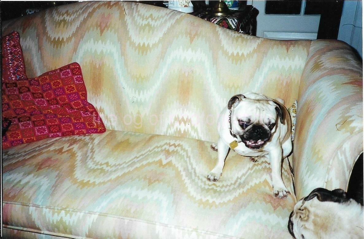 Sofa Dog FOUND Photo Poster paintingGRAPH ColorOriginal Snapshot VINTAGE 11 12 W