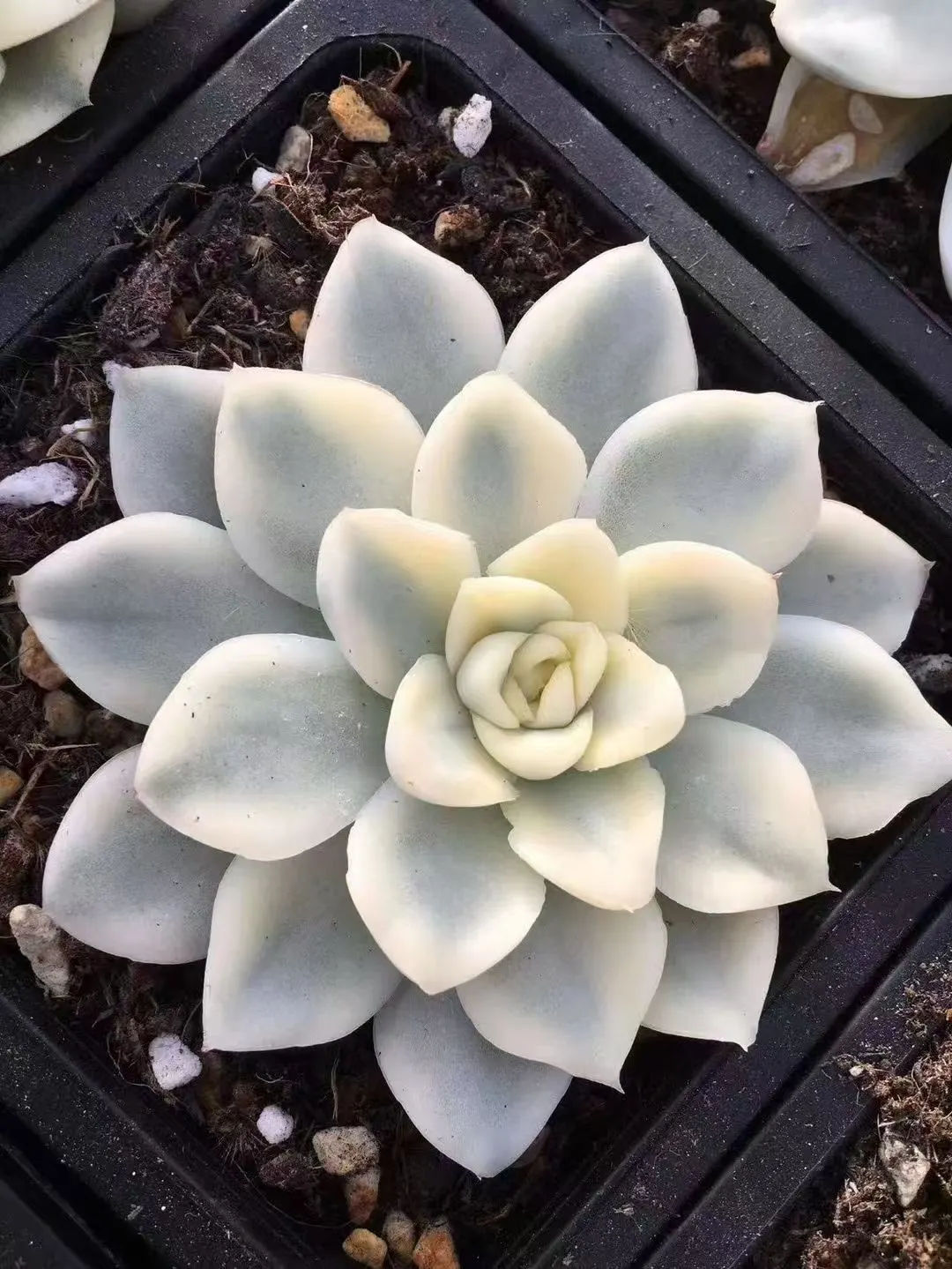 plant Aeonium Echeveria Haworthia  Caudex  Lithops Cactus  Agave 