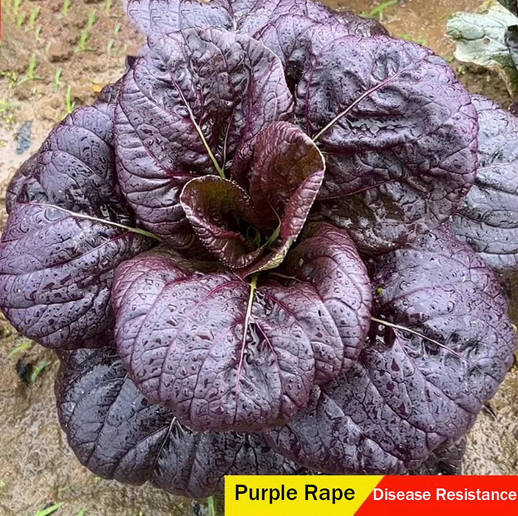 Purple Leaf Rape Seeds