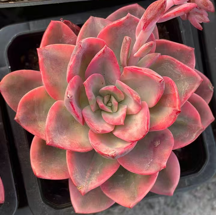 plant Aeonium Echeveria Haworthia  Caudex  Lithops Cactus  Agave 