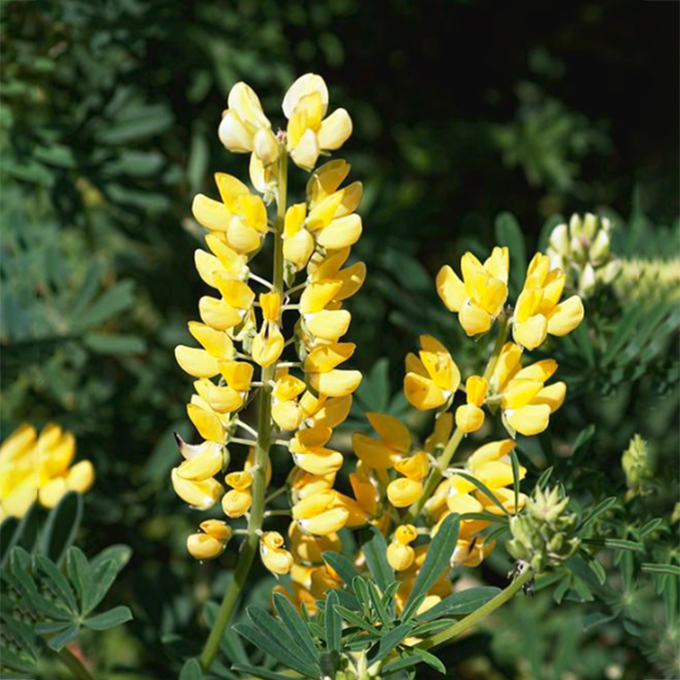 Lupinus Flower Seeds Jonyparkseed®