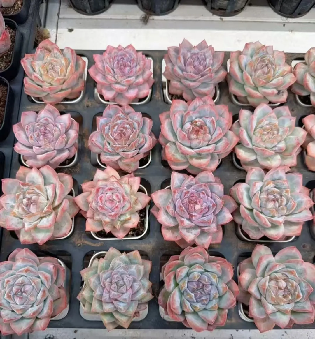 plant Aeonium Echeveria Haworthia  Caudex  Lithops Cactus  Agave 
