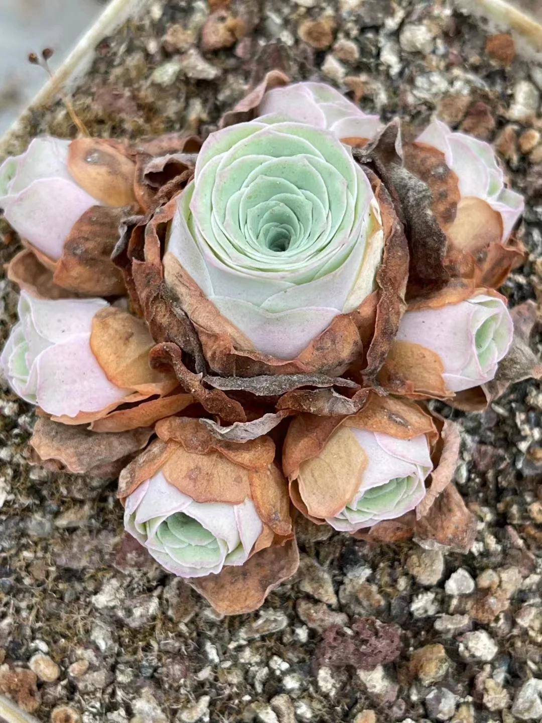 plant Aeonium Echeveria Haworthia  Caudex  Lithops Cactus  Agave 