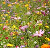 Wildflower Seeds Annual Quick Blooming Mix Packet over 7,500 Open Pollinated Seeds