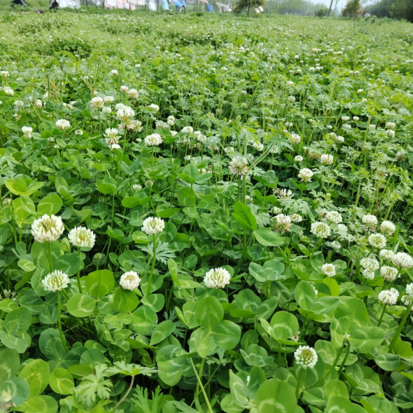 🌿Clover—The Nemesis Of Weeds